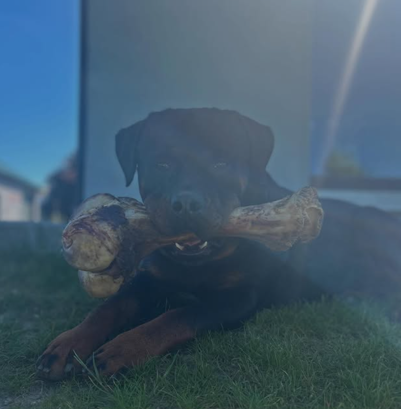 Bruce the family dog lying on the grass with a bone